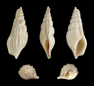 <i>Rimella</i> (gastropod)