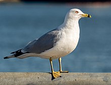 Ring-billed gull in Red Hook (42799).jpg