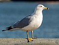 Image 5Ring-billed gull in Red Hook, Brooklyn