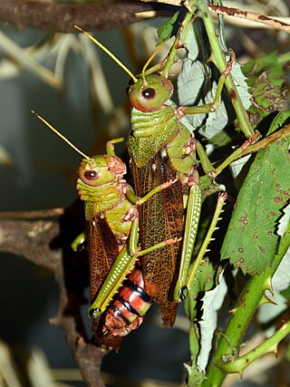 <i>Tropidacris</i> Genus of grasshoppers