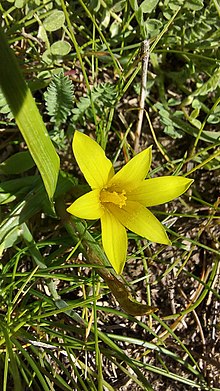 Romulea flava 218835158.jpg