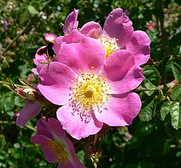 Rosa rubiginosa 1.jpg