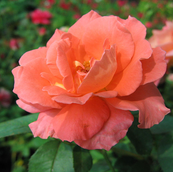 File:Rose (197).jpg