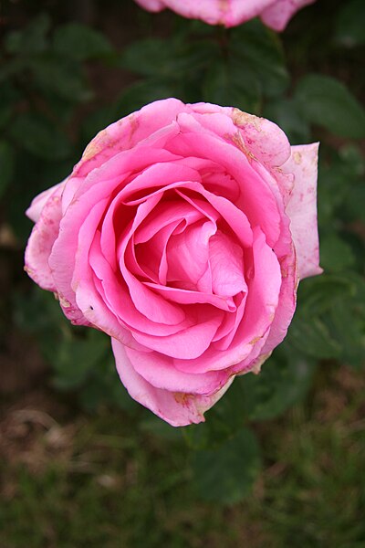 File:Rose Jardins de Villandry 20070601 1.jpg