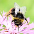 Hummel, Bombus (?), more precise?