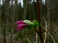 Rubus spectabilis