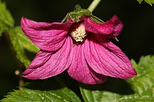 Rubus spectabilis 2566.JPG