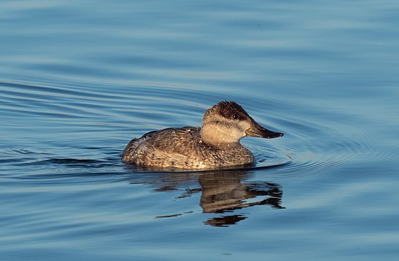 Female ruddy duck in Jamaica Bay Wildlife Refuge