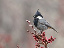 Rufous-naped Tit (Periparus rufonuchalis) (47057111594).jpg