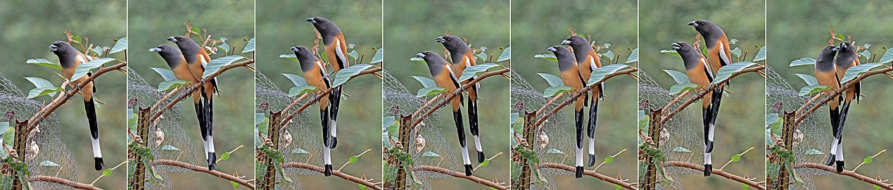 sequence showing courting behaviour