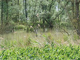 Wilg: Ecologie, Wilgensoorten en ondersoorten, Gebruik van wilgen