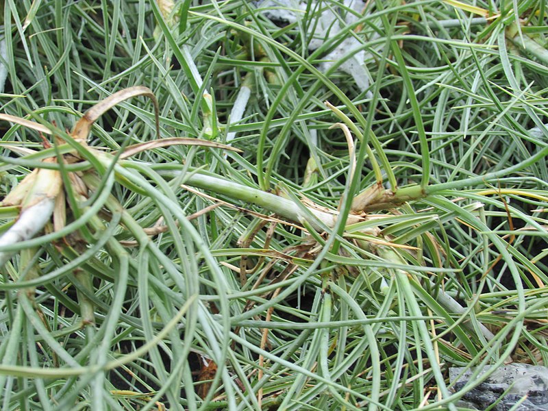 File:Rumput Lari atau Rumput angin (Spinifex littoreus).jpg