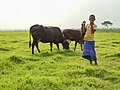 Rural shepherd in Bangladesh