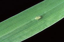 Russian wheat aphid.jpg