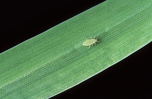 Russian wheat aphid.jpg