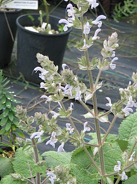 Salvia sent as moorcroftiana - Flickr - peganum.jpg