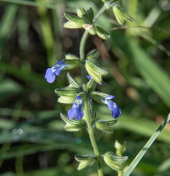 File:Salvia subincisa.jpg