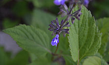 Salvia urticifolia httpsuploadwikimediaorgwikipediacommonsthu