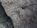 Sandorite lamprophyre with xenoliths (Sandor Dike, Neoarchean, 2.703 Ga; Route 17 roadcut northeast of Wasp Lake & north of Wawa, Ontario, Canada) 9 (48342484657).jpg