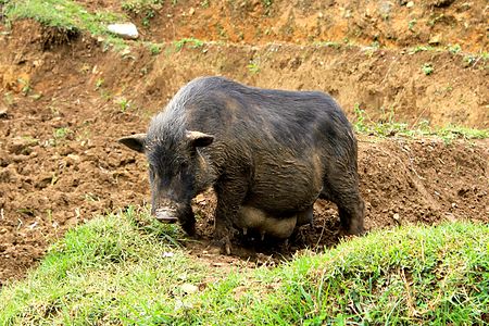 Tập_tin:Sapa-pig.jpg