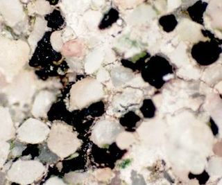 <i>Sarcogyne</i> Genus of lichens