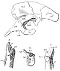 Miniatura para Sarcosaurus woodi