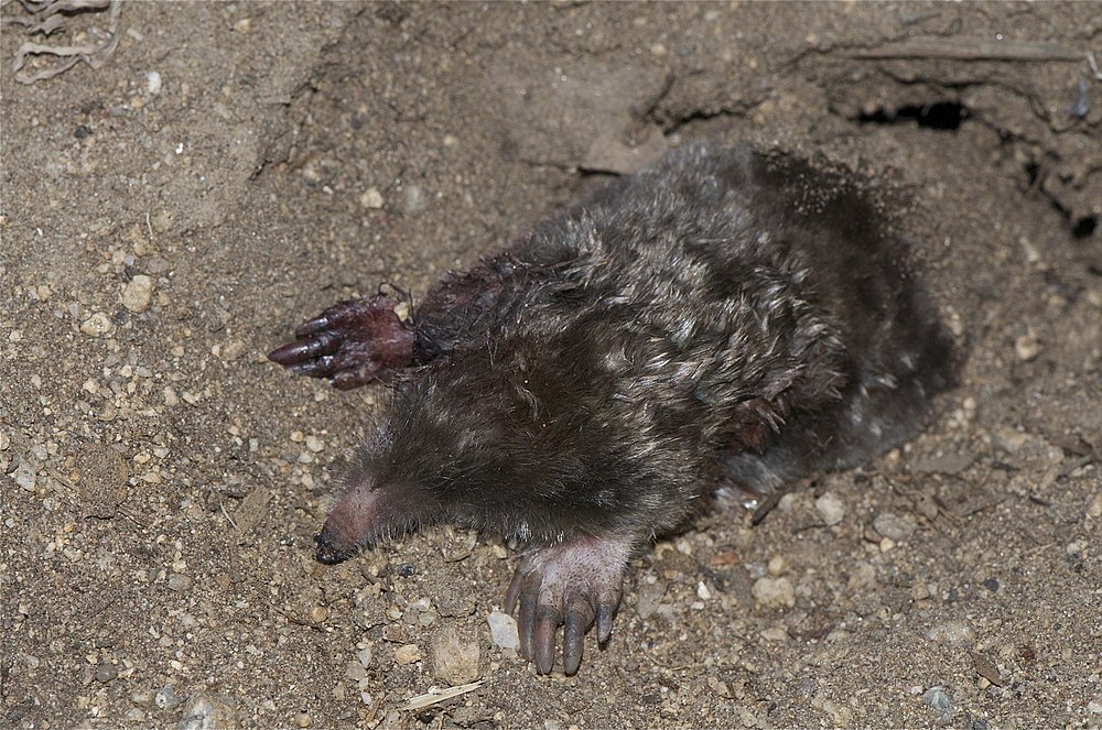 The average adult size of a Townsend's mole is  (0' 4