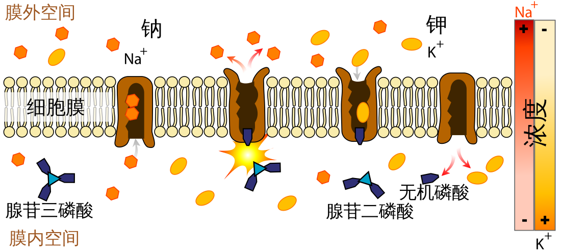 File:Scheme sodium-potassium pump-zh.svg