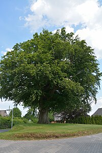 Schleswig-Holstein, Siezbüttel, Naturdenkmal NIK 6530.JPG