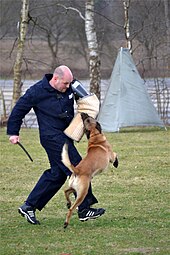 boxer schutzhund