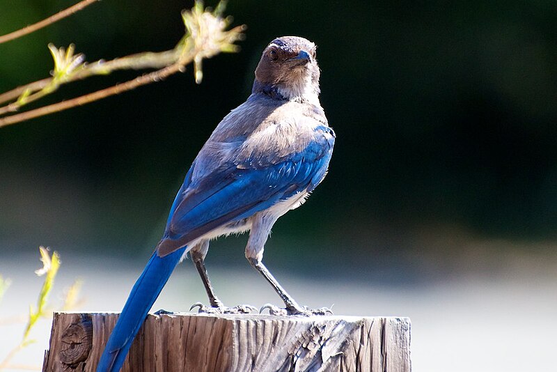 File:Scrub Jay on a Wooden Post.jpg