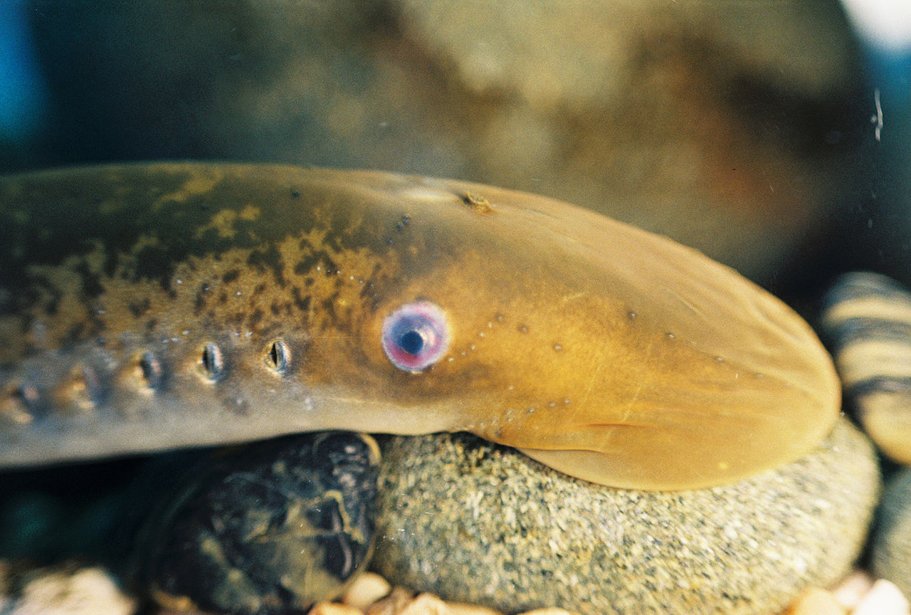Sea lamprey - Wikipedia