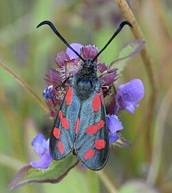 Ceļteku raibspārnis (Zygaena filipendulae)