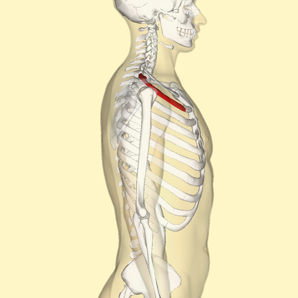 File:Second rib lateral.png