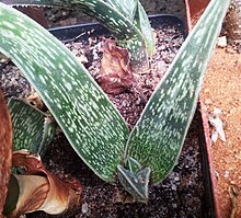 Seedling Aloe dinteri - Gonialoe.jpg
