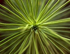   (Pinus halepensis)