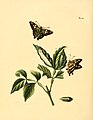 50. Papilio decemmaculata (= Nascus phocus)