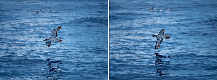 Sequence of Cory's shearwater (Calonectris borealis) looking for fish, Corvo Island, Azores, Portugal (PPL1-Corrected) julesvernex2.jpg