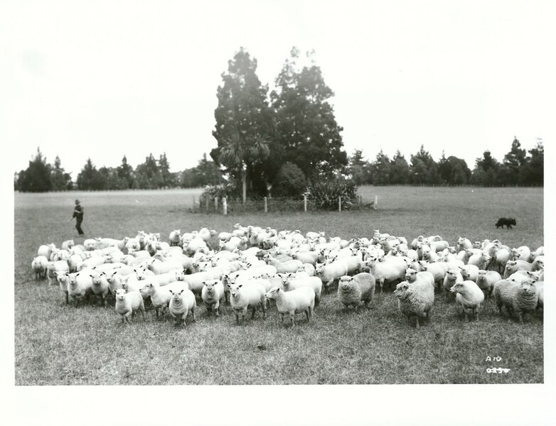 File:Sheep 1947.jpg