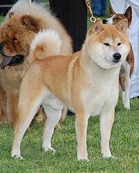 Razza Canina Shiba: Storia, Lo shiba oggi, Aspetto generale