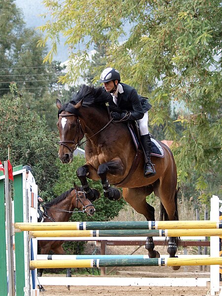 File:Show Jumping Competition.JPG