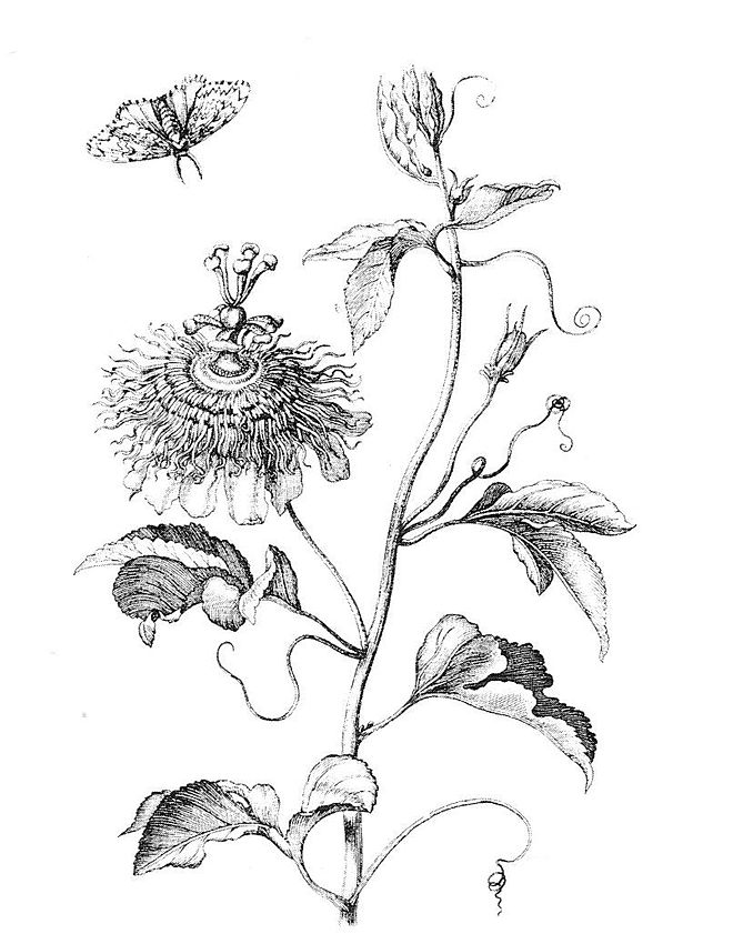 Sibylla merian passiflora incarnata 1675.jpg