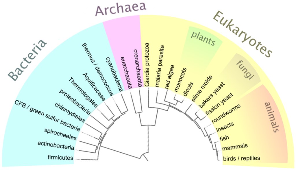 Simplified tree