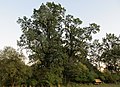 Čeština: Skupina pěti dubů (dub letní, Quercus robur) - status památných stromů, Tloskov u Neveklova, okres Benešov - ČR English: Group of the five famous tree - oaks (Quercus robur) in Tloskov - part of the town Neveklov, Benešov District in Czech Republic