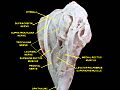 Extrinsic eye muscle. Nerves of orbita. Deep dissection.