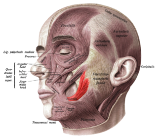 <span class="mw-page-title-main">Risorius</span> Facial muscle