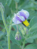 Vignette pour Solanum candolleanum