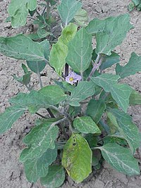 Solanum Melongena