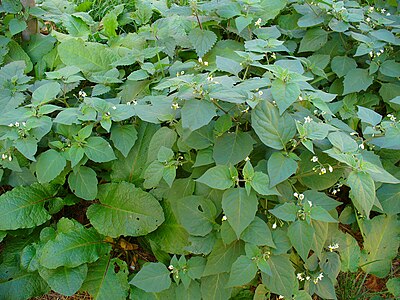 Solanum nigrum Habitus