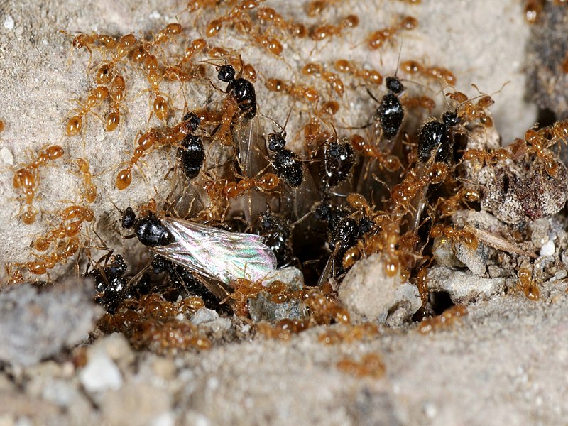 File:Solenopsis fugax male alates swarming at nest entrance 2.jpg